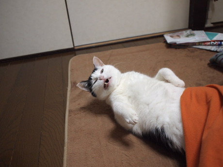 　本日の一枚　～ホルス～