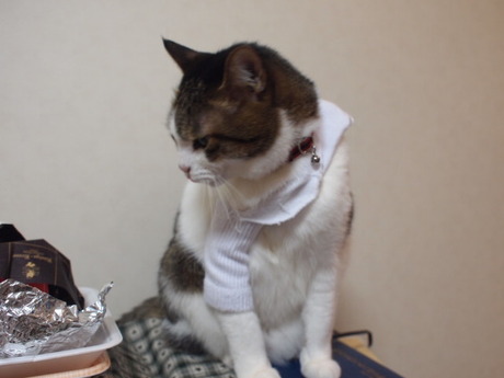 　本日の一枚　～のら～