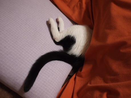 　本日の一枚　～ホルス～