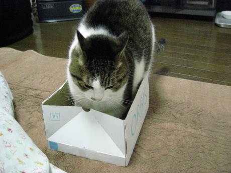 　本日の一枚　～のら～
