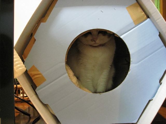本日の一枚　～のら～