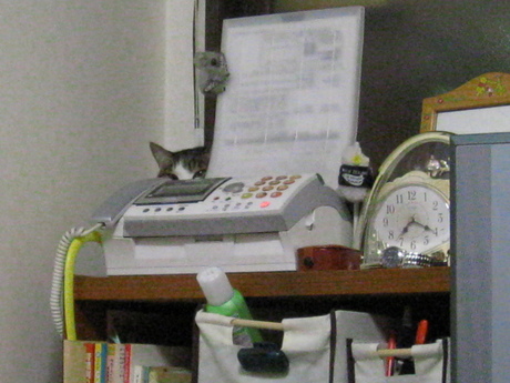 本日の一枚　～のら～