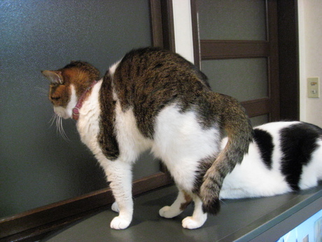 本日の一枚　～のら～