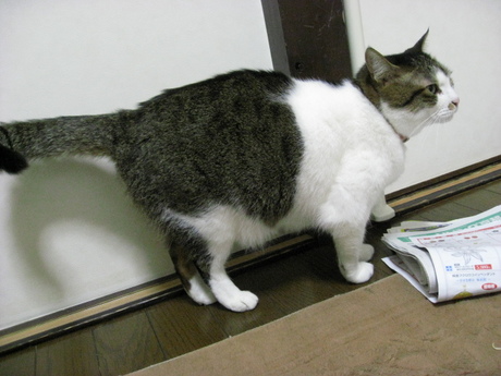 本日の一枚　～のら～