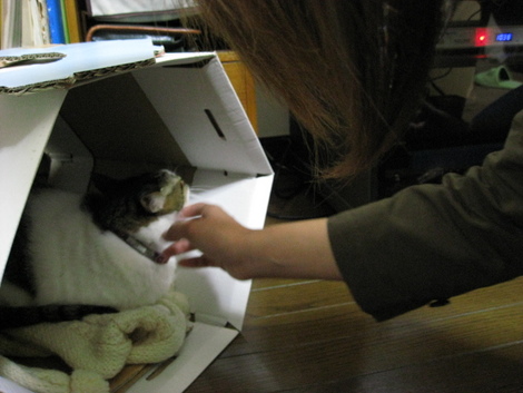 本日の一枚　～のら～