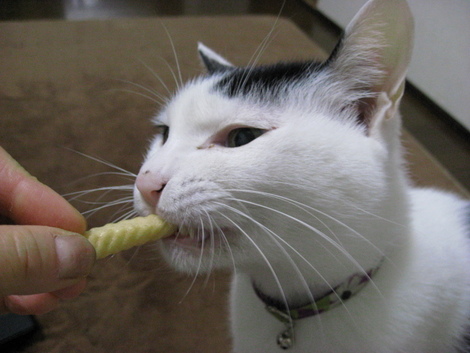 本日の一枚　～ホルス～