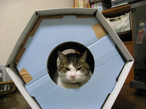 本日の一枚　～のら～