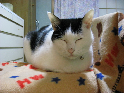 本日の一枚　～ホルス～