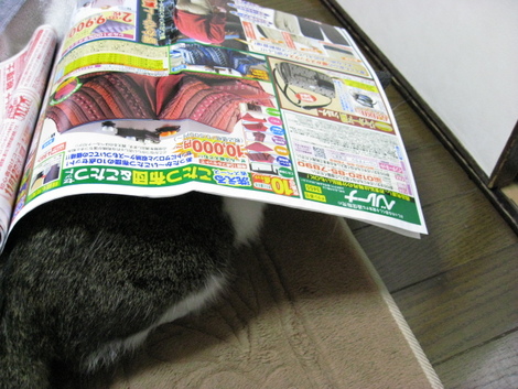 本日の一枚　～のら～