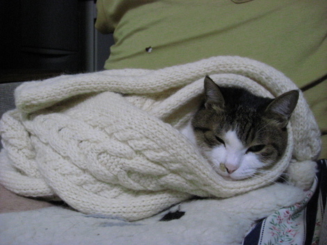 本日の一枚　～のら～