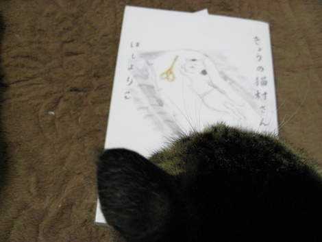 本日の一枚　～のら～