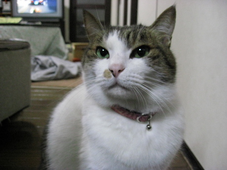 本日の一枚　～のら～