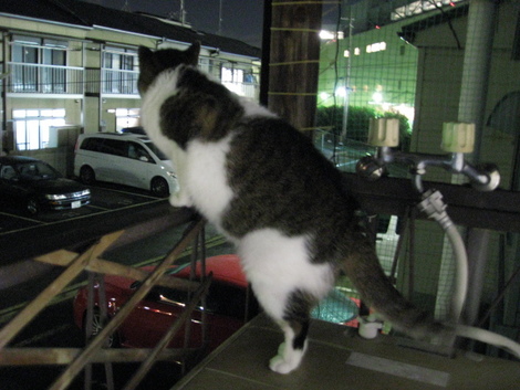 本日の一枚　～のら～