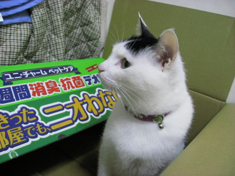 本日の一枚　～ホルス～