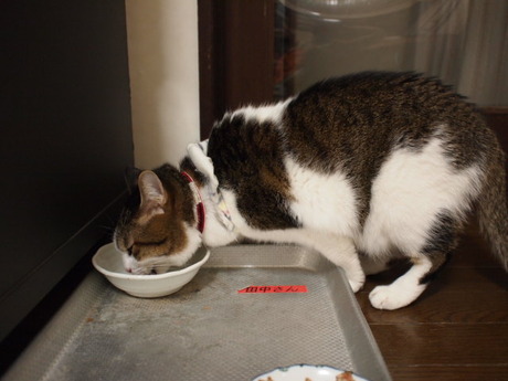 　本日の一枚　～のら～