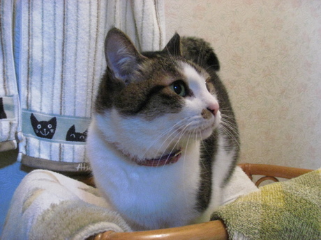本日の一枚　～のら～