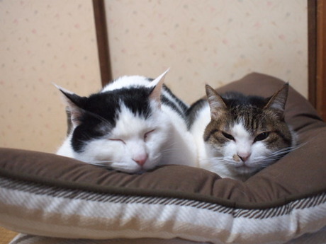　本日の一枚　～のらとホルス～