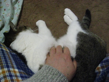 　本日の一枚　～のら～