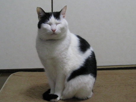 本日の一枚　～ホルス～