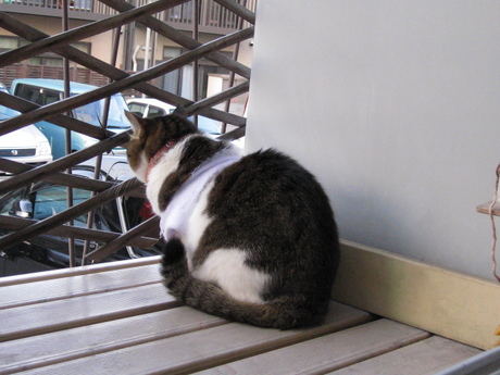 本日の一枚　～のら～