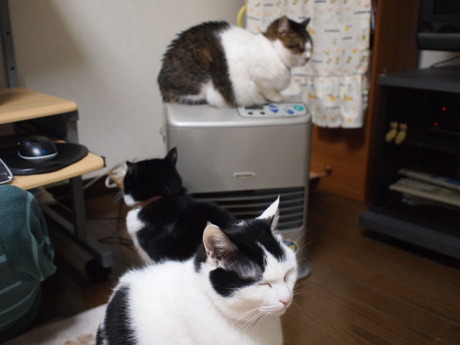 　本日の一枚　～のらとホルスと田中さん～