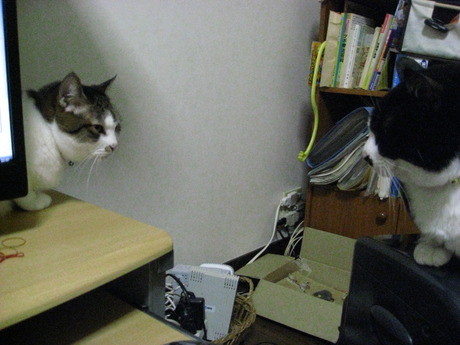 本日の一枚　～のら～