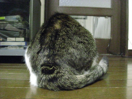 　本日の一枚　～のら～