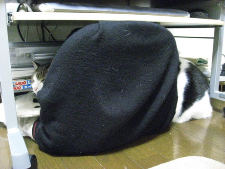 本日の一枚　～のらとホルスと田中さん～