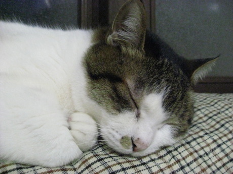 　本日の一枚　～のら～