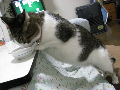 本日の一枚　～のら～