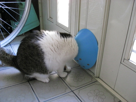 本日の一枚　～のら～