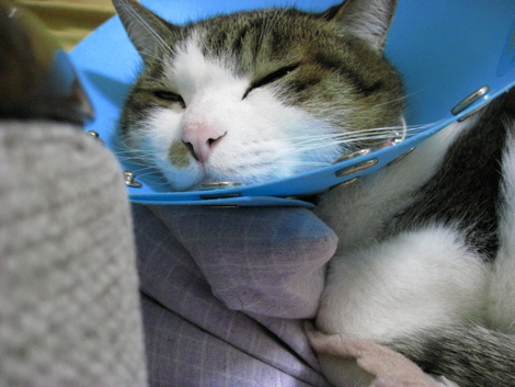 本日の一枚　～のら～