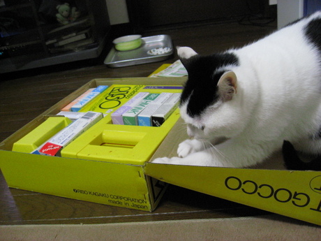 本日の一枚　～ホルス～