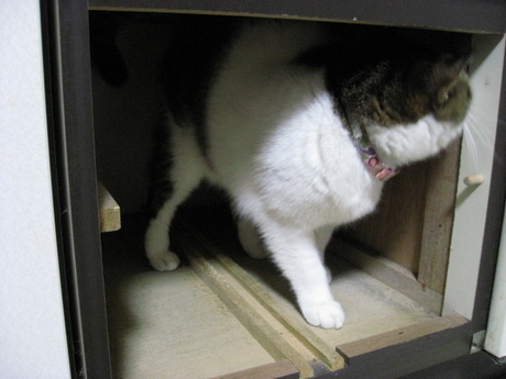 本日の一枚　～のら～