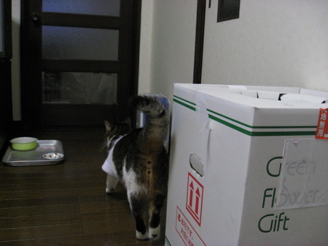 本日の一枚　～のら～