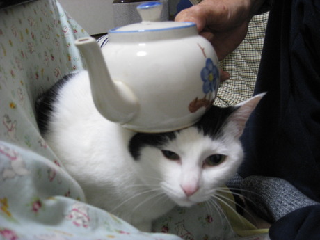 　本日の一枚　～ホルス～