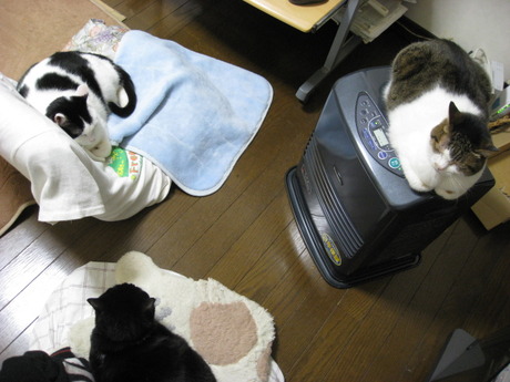 　本日の一枚　～のらとホルスと田中さん～