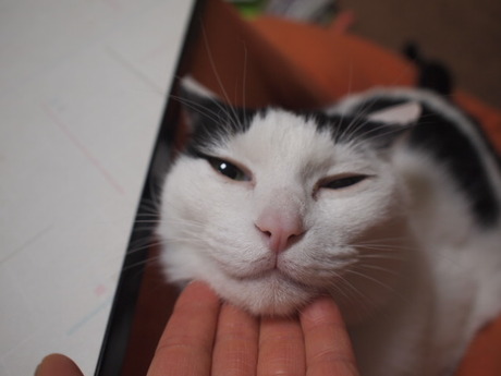 　本日の一枚　～ホルス～