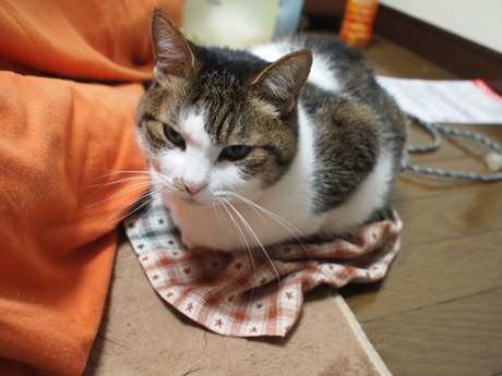 　本日の一枚　～のら～