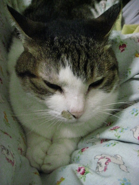 　本日の一枚　～のら～