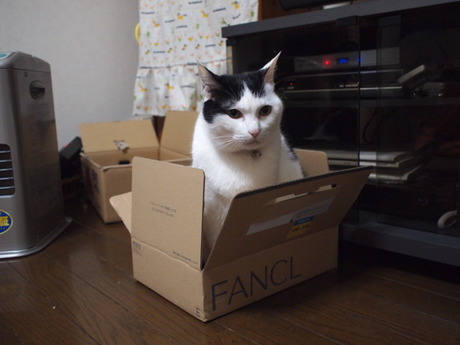 　本日の一枚　～ホルス～