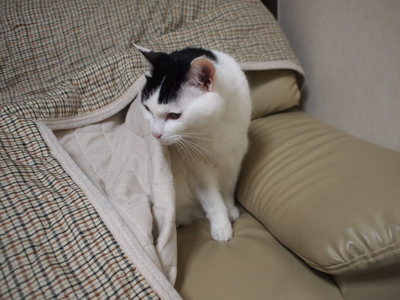 　本日の二枚　～ホルス～