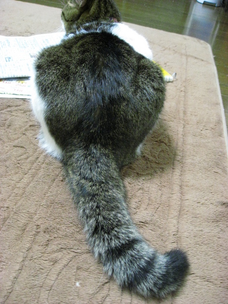 本日の一枚　～のら～