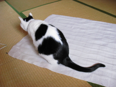 本日の一枚　～ホルス～