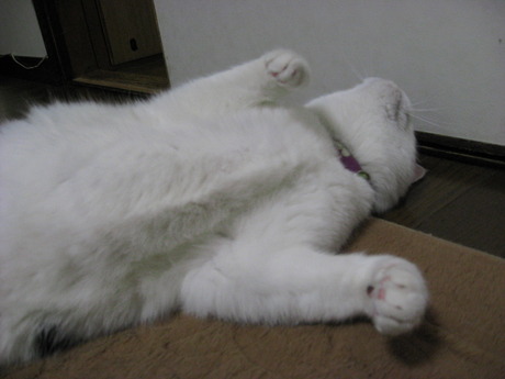 本日の一枚　～ホルス～