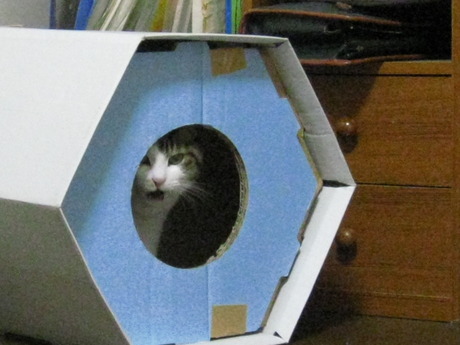 本日の一枚　～のら～