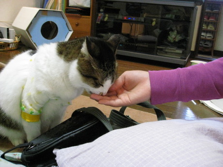 本日の一枚　～のら～