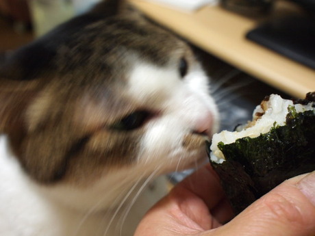 　本日の一枚　～のら～