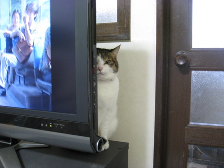 　本日の一枚　～のら～