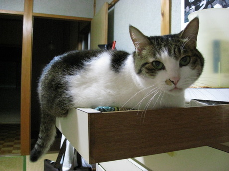 本日の一枚　～のら～